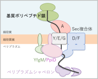 タンパク質膜透過に関わる新規因子YfgM/PpiD複合体の細胞内機能・構造の解析
