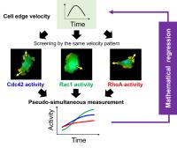 Miracle math determines the dynamically coordinated regulation of edge velocity by Rho GTPases