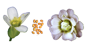 花発生分子遺伝学イメージ図
