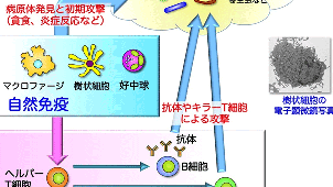 分子免疫制御イメージ図