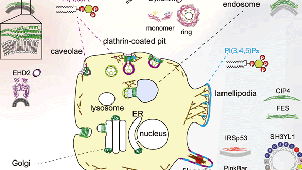分子医学細胞生物学イメージ図