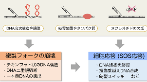 原核生物分子遺伝学イメージ図
