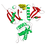 Radixin FERM ドメインとIP3 との複合体の結晶構造