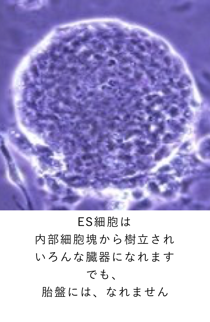 ES細胞は?内部細胞塊から樹立され?いろんな臓器になれます?でも、胎盤には、なれません