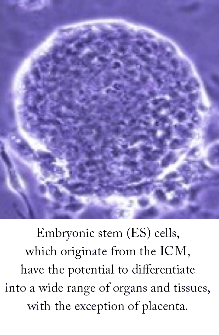 Embryonic stem (ES) cells, which originate from the ICM, have the potential to differentiate into a wide range of organs and tissues, with the exception of placenta.