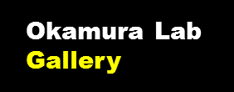 Okamura lab gallery