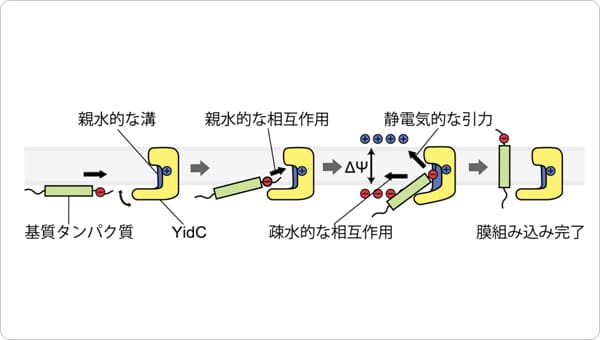 図3 YidCによるタンパク質膜組み込みモデル