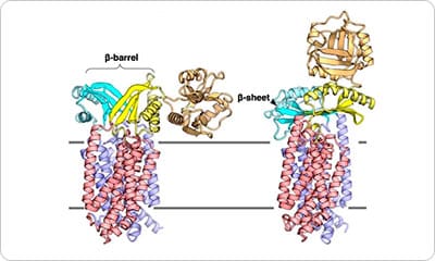 Sec膜蛋白質複合体の作動機構を原子レベルで可視化 図解