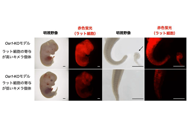 <span class="italic">Osr</span>1 欠損マウスを用いた異種間胚盤胞補完法により、マウス体内でラットの腎臓を持つキメラ動物の作製に成功 ～腎臓再構築の新たな基盤を提示～