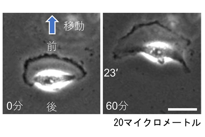 細胞内を走行するアクチン細胞骨格の発見
～細胞の形が自発的にできる仕組みの手がかり～