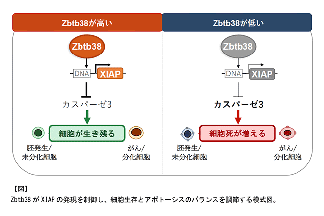 マウス胚・細胞の生死を分ける“生存スイッチ”の一端を解明
タンパク質 Zbtb38 が XIAP の発現を高め、細胞死（アポトーシス）にブレーキをかける仕組みを解明
～胚発生や細胞分化、がん細胞の生存に関わる新たな仕組みを発見～