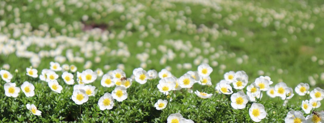 植物再生学研究室