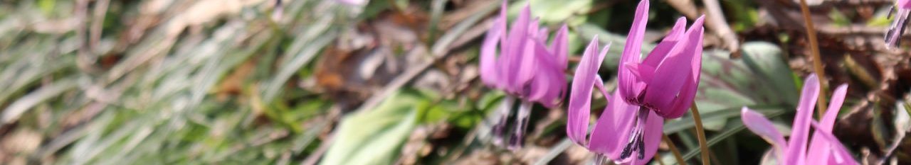 植物再生学研究室