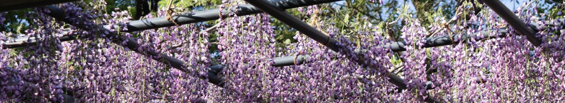 植物再生学研究室