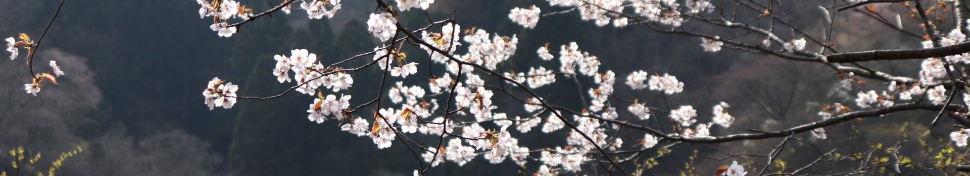 池内特任准教授がEMBO Young Investigator に選出されました！