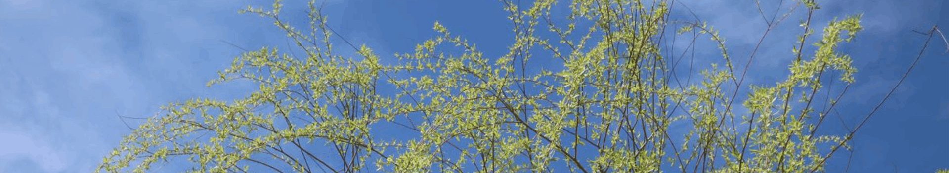 Plant Regeneration and Morphogenesis