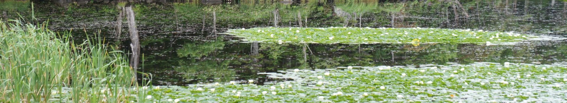 植物再生学研究室