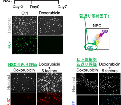 新しい細胞リプログラミング技術の開発と応用