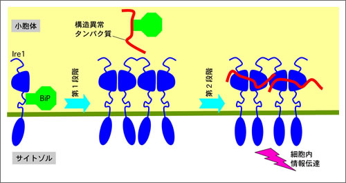 異常タンパク質を見つけ出するメカニズムを解明