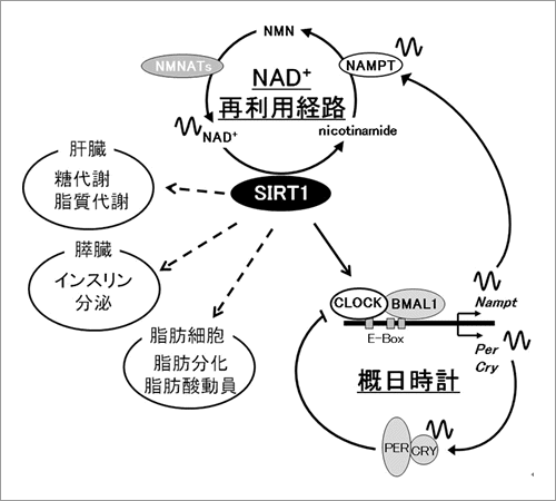 NAD+/SIRT1による概日時計および代謝制御のモデル図