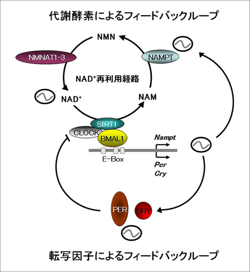 【図】 転写および代謝レベルでの概日時計制御のモデル図