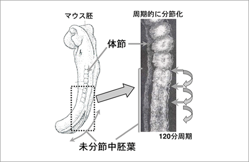【図1】 マウス胚発生過程にみられる周期的な体節形成