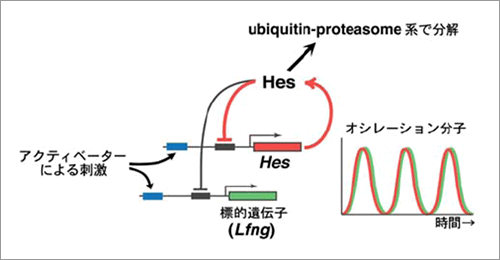 【図2】 転写抑制因子“Hes”による周期的遺伝子発現制御