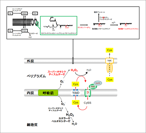 【図.1】システイン/シスチンのシャトルシステムによるユニークな酸化ストレス防御機構