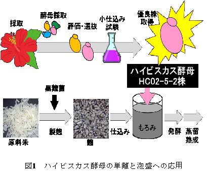 ハイビスカス花から採取した酵母の特性と泡盛醸造への応用