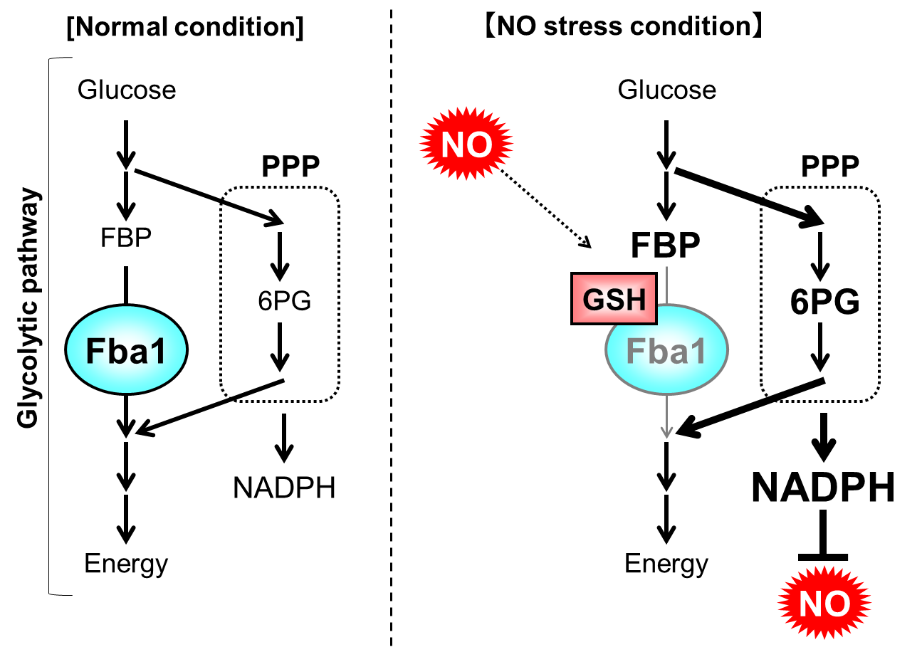 nadph mechanism