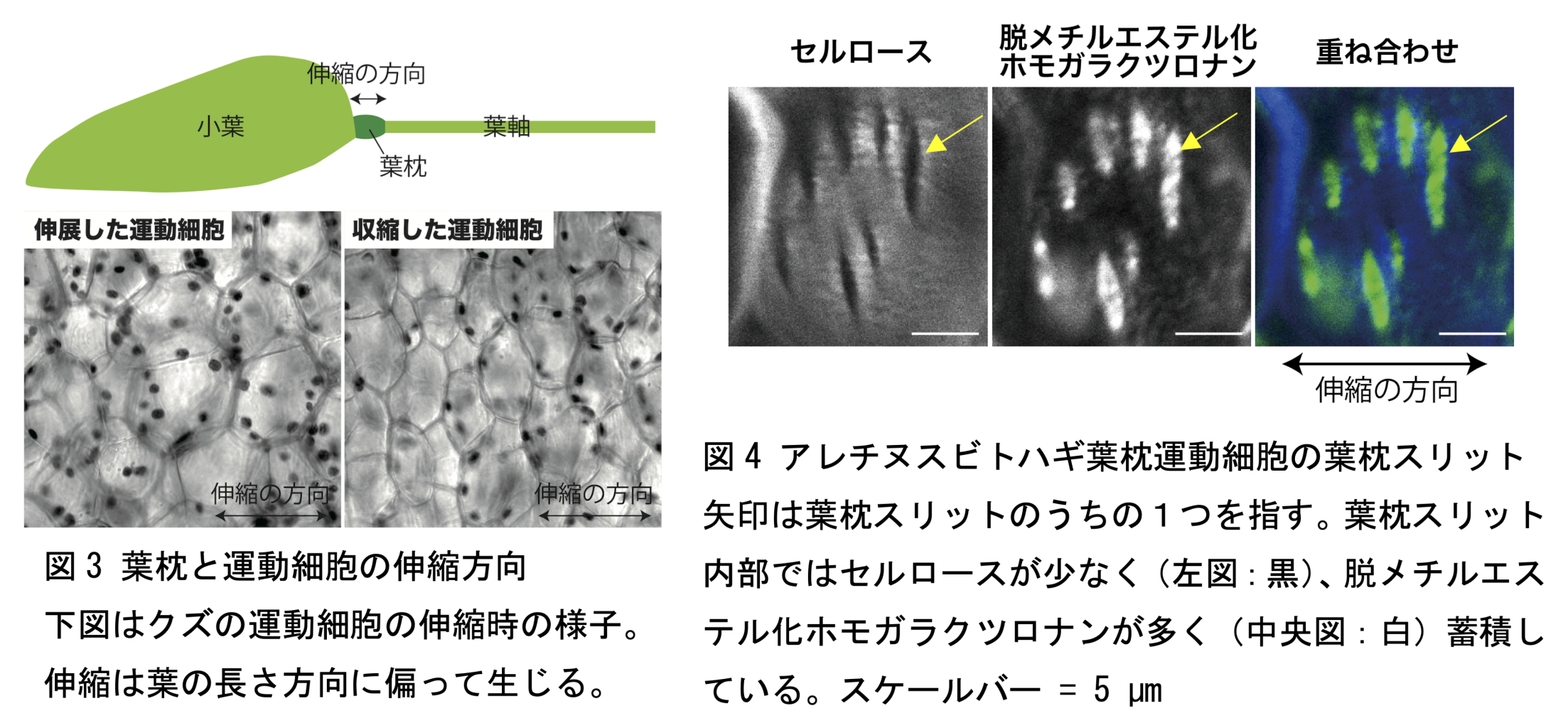 オファー 枕の上の葉