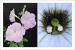 Entire suite of recognition molecules to select unrelated mates have been identified in <i>Petunia</i> - Molecular and evolutionary analysis of plant non-self recognition system
