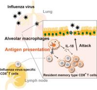 Alveolar macrophages help CD8+ T cells go (anti-)viral