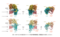 ミトコンドリア外膜における SAM 複合体がタンパク質を膜挿入するメカニズムの構造基盤
