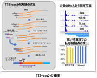 遺伝子の転写開始点の検出法 TSS-seq2 を開発<br />
――メッセンジャーRNA の 5’末端を高い特異性で検出――