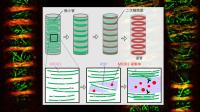 植物の"水道"の形成を制御するタンパク質の機能を明らかに～  細胞壁形成の制御機構の解明へ大きな前進～
