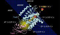 細菌のチオ硫酸イオン取り込みに関わるYeeE/YeeD複合体の詳細構造とチオ硫酸イオン分解酵素YeeDの特殊な反応機構の解明<br />
