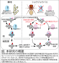 遺伝情報の伝達役のRNA 分子を認識する新たな機構を発見<br />
tRNA の前駆体が成熟する前に核外輸送因子により運び出されていた<br />
～高等動物の生命を維持する機構の進化の理解に貢献～