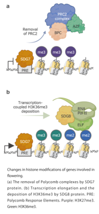 Towards a better understanding of epigenetics and dynamic gene silencing and reactivation