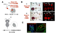 マウス体内でラットの心臓を持つキメラ動物の作製に成功<br />
～再生臓器の移植医療への応用に新たな道拓く～