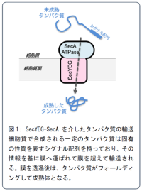タンパク質分子が細胞膜を通り抜ける過程の可視化に成功<br />
〜ナノスケールの生命活動の動的な分子メカニズムの解明に新たな道拓く〜<br />
