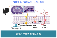  脳の幹細胞の老化メカニズム解明に成功<br />
～細胞若返り誘導法の開発に期待～