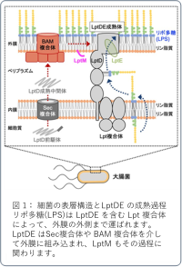 細菌の生存に不可欠なリポ多糖の輸送役のタンパク質が、小型タンパク質と形成する複合体の構造と機能を解明<br />
〜小型タンパク質のわずか 10 個未満のアミノ酸の領域で全体構造を安定化する重要な機能を発見〜
