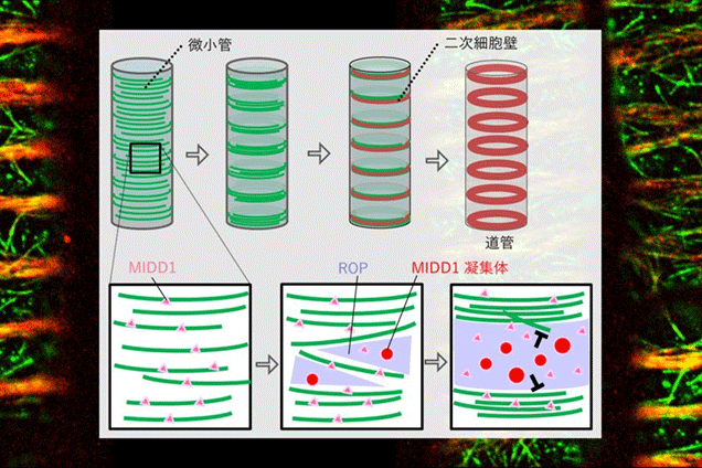 植物の"水道"の形成を制御するタンパク質の機能を明らかに～ 細胞壁形成の制御機構の解明へ大きな前進～