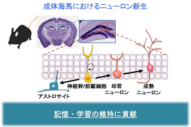  脳の幹細胞の老化メカニズム解明に成功 ～細胞若返り誘導法の開発に期待～