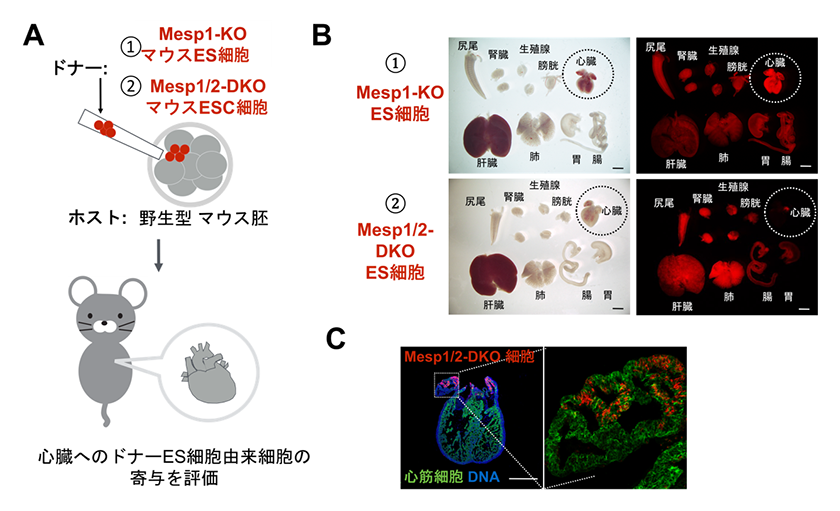 fig.1