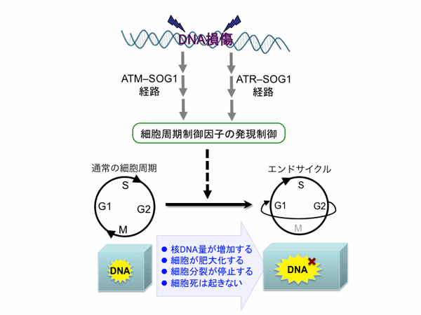 fig.2