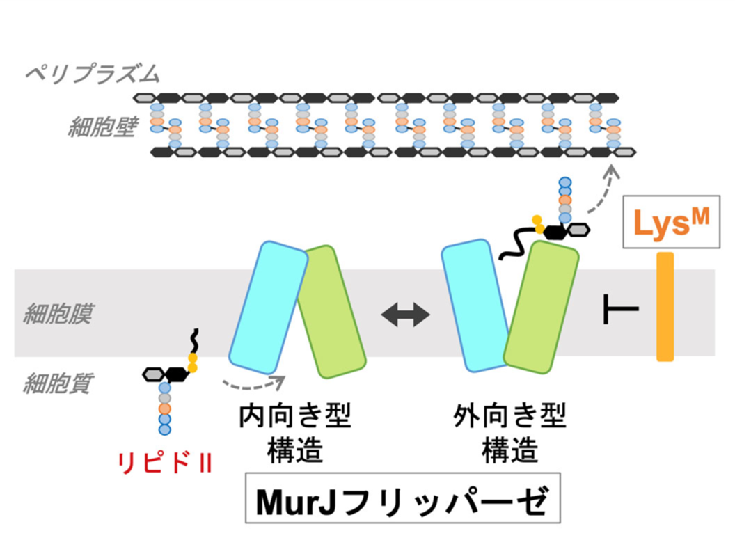 ウイルス由来のペプチドが細菌の生命必須の装置を止める仕組みを解明