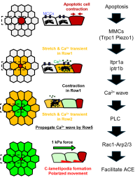 Revealing a Fundamental Mechanism of Tissue Homeostasis – Cell Death Induces a Propagating Mechanical Calcium Wave –