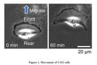Self-Propelled Actin Filaments: Novel Structures Driving Spontaneous Cell Morphogenesis